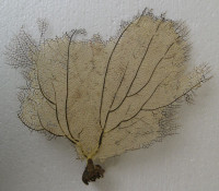 Gorgonia flabellum   6)  (Gorgonie vějířovitá)
